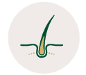 Comprehensive Care | Signature Precision Package Healthy hair follicle illustration