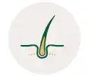 Comprehensive Care | Signature Precision Package Healthy hair follicle illustration