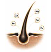 Comprehensive Care | Signature Precision Package Hair follicle with minerals
